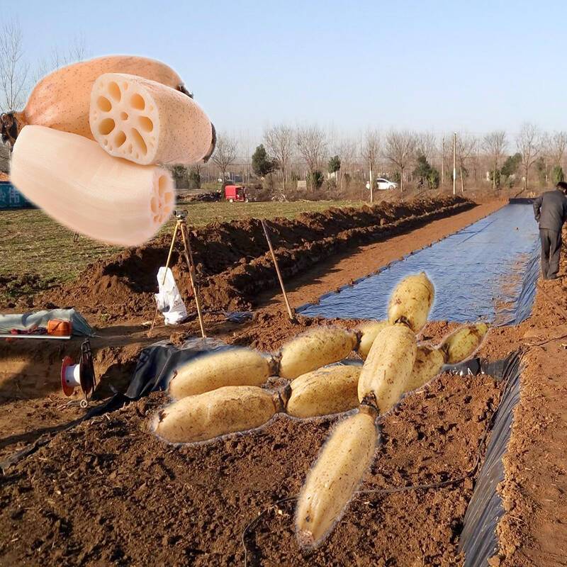藕塘底部铺设橙子视频app在线下载膜推广应用前景很好
